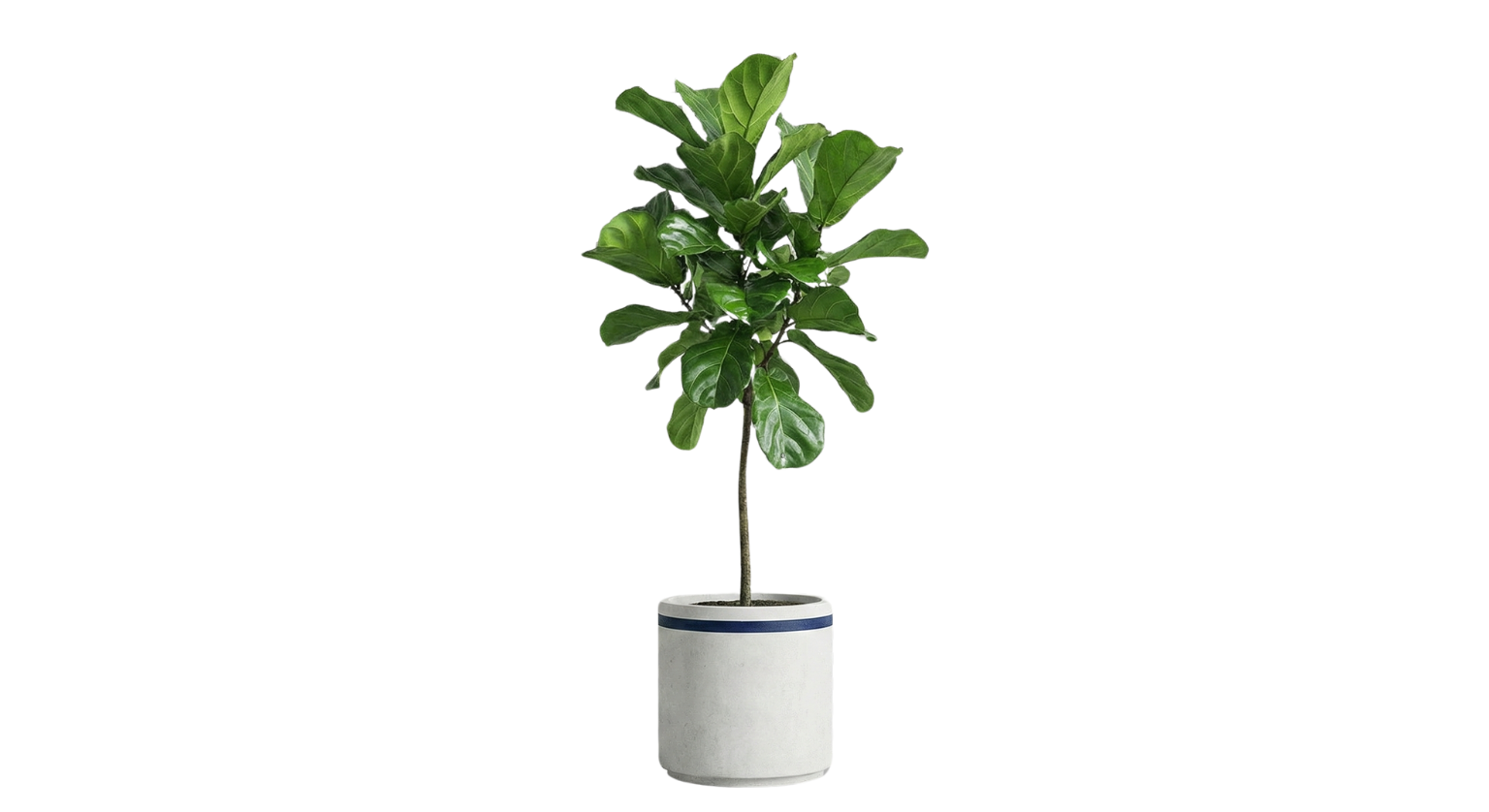 Fiddle leaf fig
